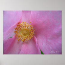 Dö in i blomman Zon!