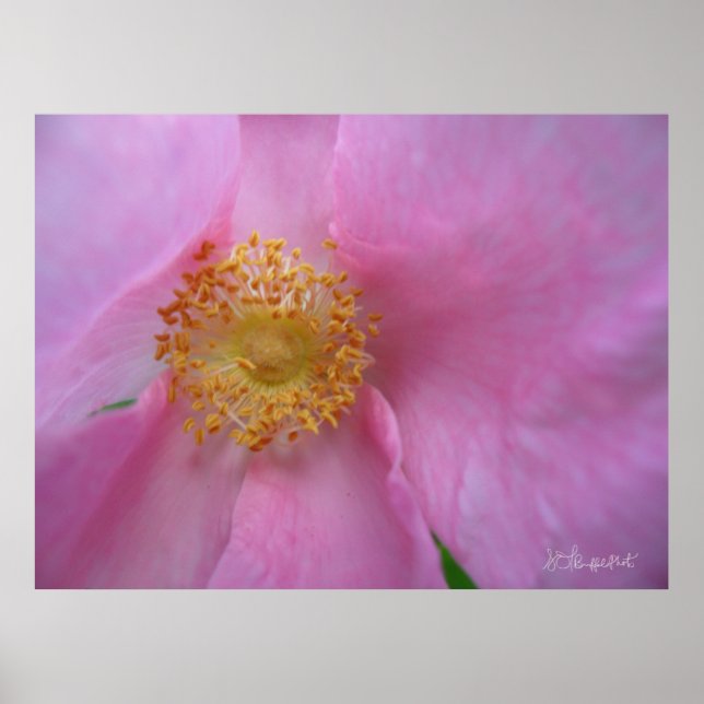 Dö in i blomman Zon! Poster (Framsidan)