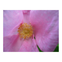 Dö in i blomman Zon!