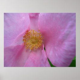 Dö in i blomman Zon! Poster