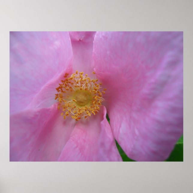 Dö in i blomman Zon! Poster (Framsidan)