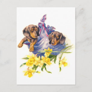 Doachshund Puppies in Blanket with Daffodils Vykort