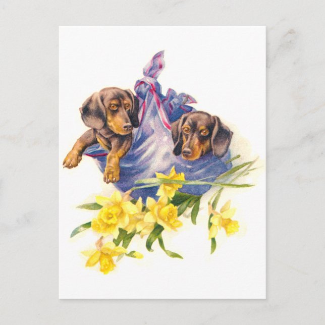 Doachshund Puppies in Blanket with Daffodils Vykort (Framsida)
