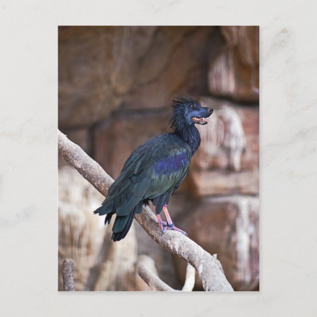 Dobbibis Vykort (Framsida)