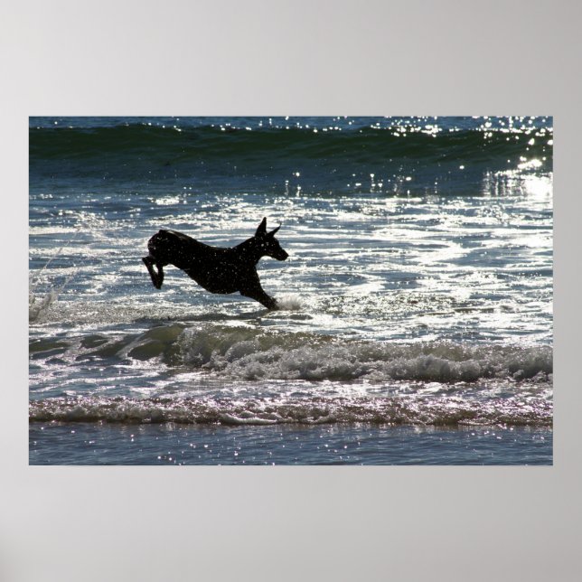 Doberman - Black - Ocean Leap Poster (Framsidan)