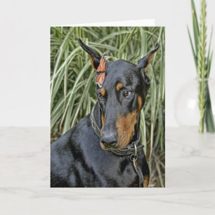 Doberman Butterfly Surprise Kort