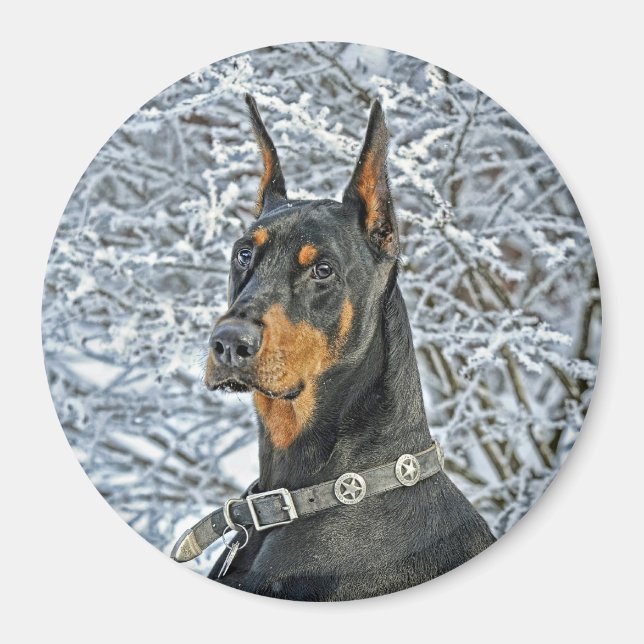 Doberman Fosty Day Magnet (Framsidan)