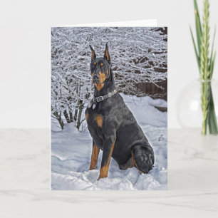 Doberman Frosty Morgon Helgkort