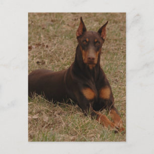 doberman Hälsning Vykort