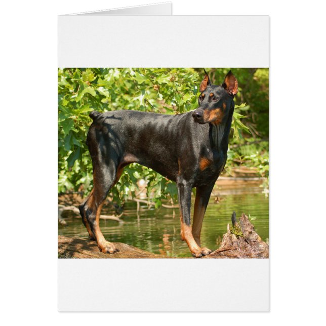 Doberman Hälsningskort (Framsidan)