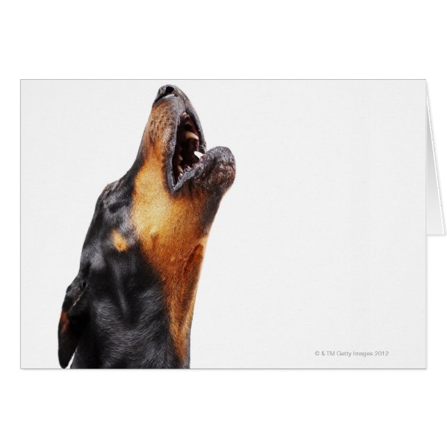 Doberman howling, närliggande hälsningskort (Framsidan Horizontal)