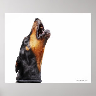 Doberman howling, närliggande poster