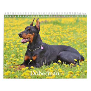 Doberman Hund Calendar Kalender