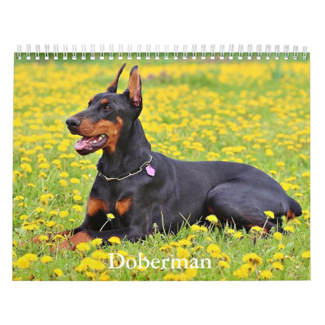 Doberman Hund Calendar Kalender (Omslag)