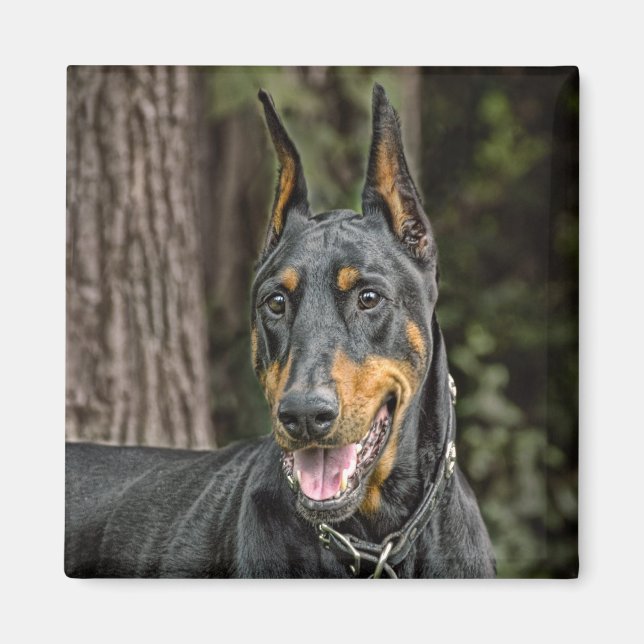 Doberman i Forest Magnet (Framsidan)