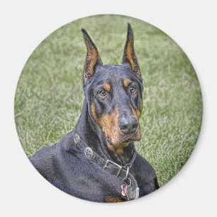 Doberman i gräsmagnet magnet