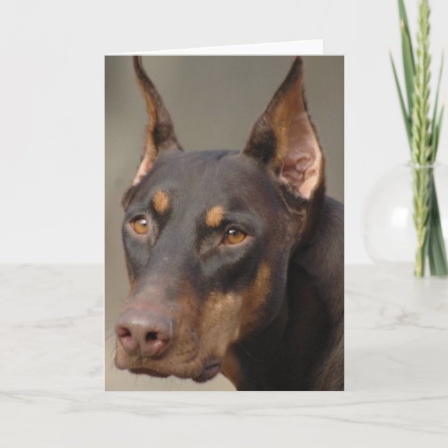 Doberman Kort (Framsida)