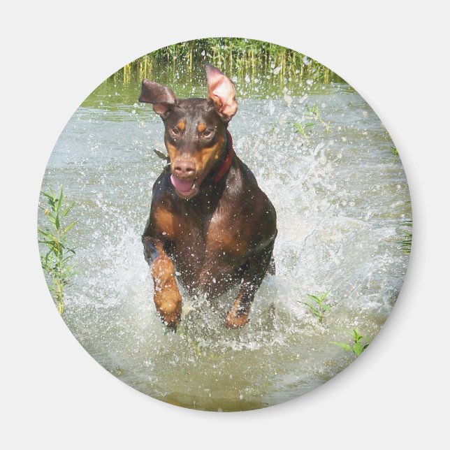 Doberman Magnet (Framsidan)