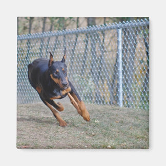 doberman magnet