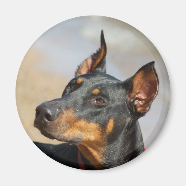 Doberman Magnet (Framsidan)