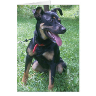 Doberman Mix Puppy Hälsningskort