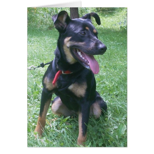 Doberman Mix Puppy Hälsningskort (Framsidan)