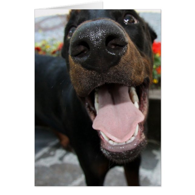 doberman-nära uppåt.png hälsningskort (Framsidan)
