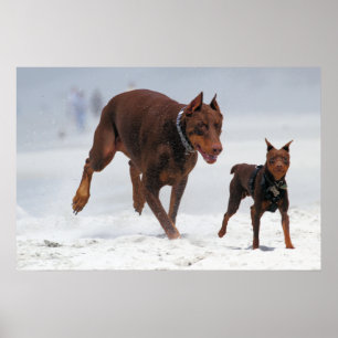 Doberman och Min Pin. En Mini Me! Poster