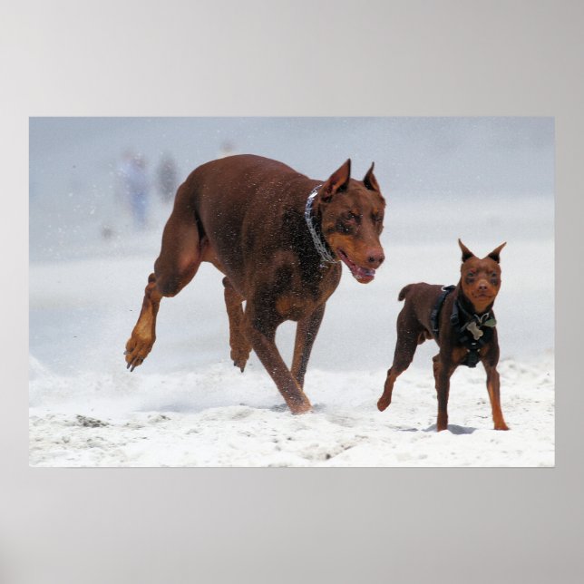 Doberman och Min Pin. En Mini Me! Poster (Framsidan)
