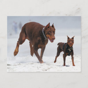 Doberman och Min Pin. En Mini Me! Vykort