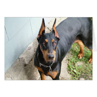 Doberman Pincher Hälsningskort