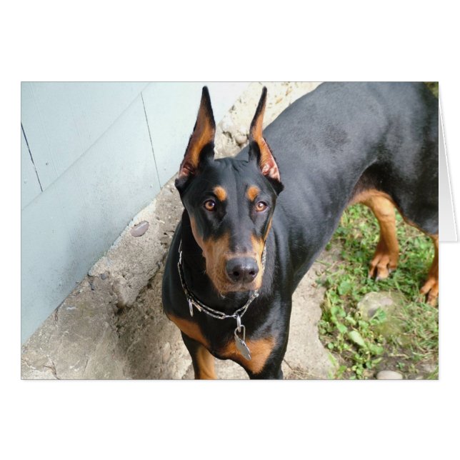 Doberman Pincher Hälsningskort (Framsidan Horizontal)