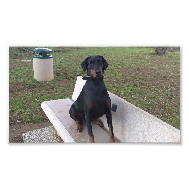 doberman pincher sitta fototryck (Framsidan)
