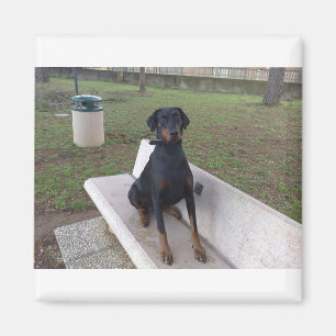 doberman pincher sitta magnet