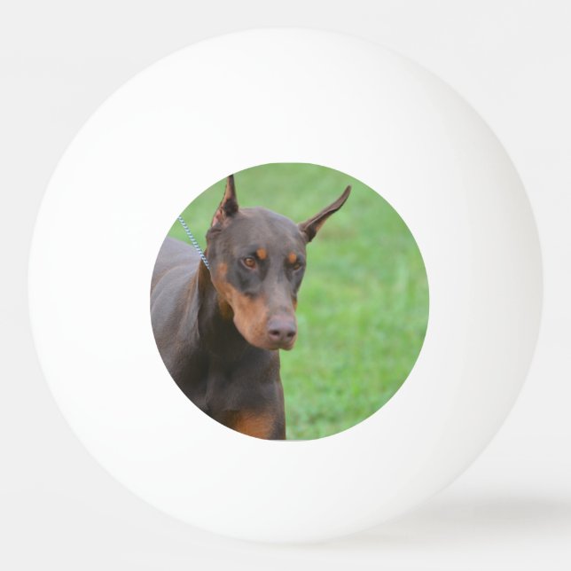 Doberman Pingisboll (Framsidan)