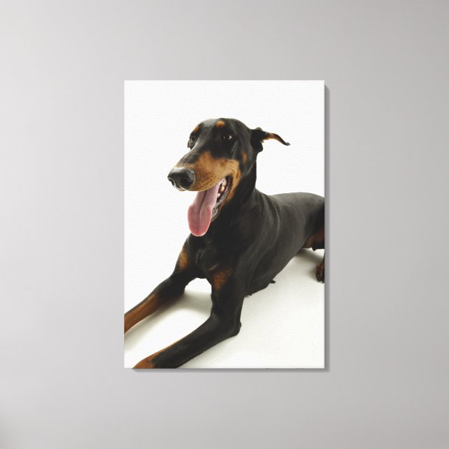 Doberman Pinscher 2 Canvastryck (Framsida)