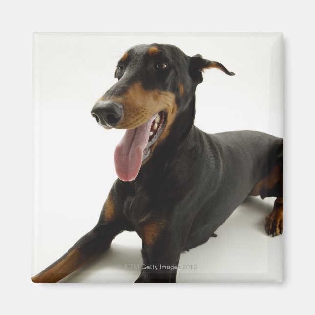 Doberman Pinscher 2 Magnet (Framsidan)