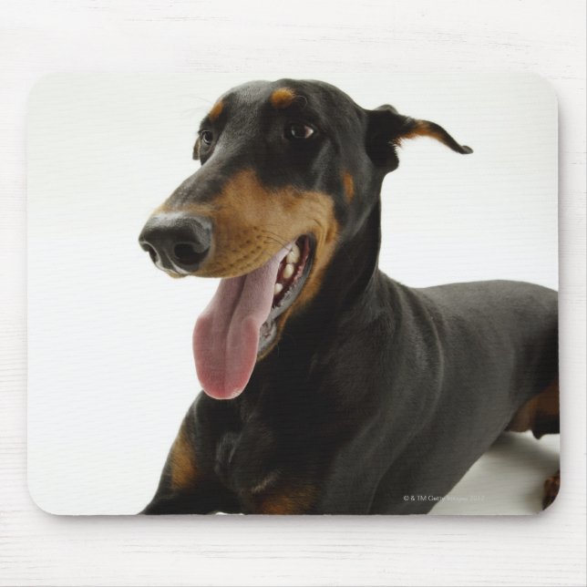 Doberman Pinscher 2 Musmatta (Framsidan)