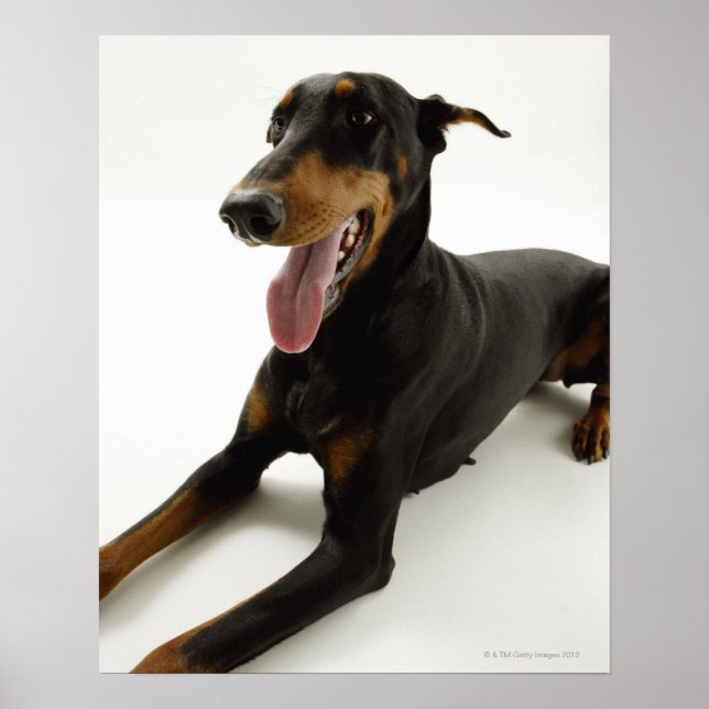 Doberman Pinscher 2 Poster (Framsidan)