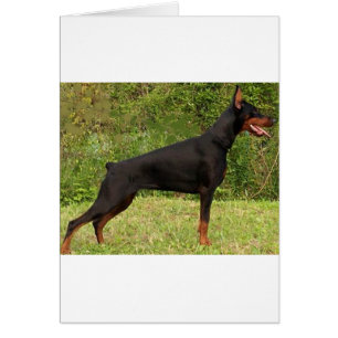 doberman pinscher black fullt hälsningskort