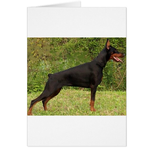 doberman pinscher black fullt hälsningskort (Framsidan)