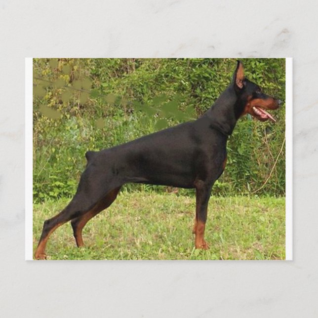 doberman pinscher black fullt vykort (Framsida)