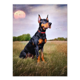 Doberman Pinscher Fototryck