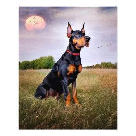 Doberman Pinscher Fototryck