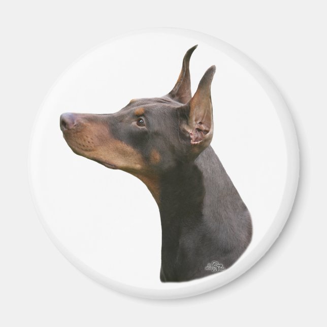 Doberman Pinscher headstudy-red Magnet (Framsidan)