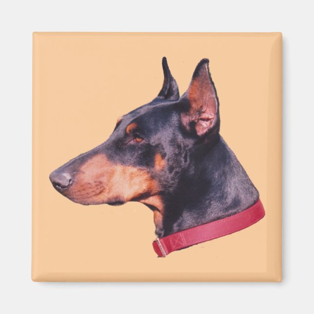 Doberman Pinscher Hund Magnet (Framsidan)