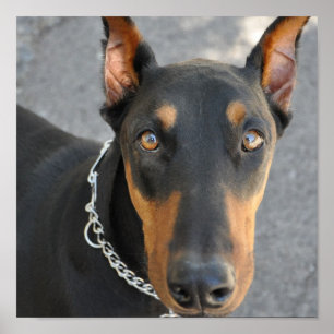 Doberman Pinscher Hund Print Poster