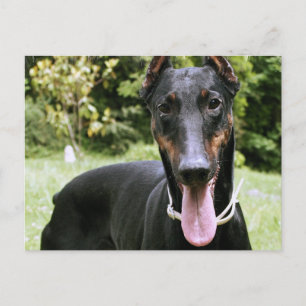 Doberman Pinscher Hund vykort
