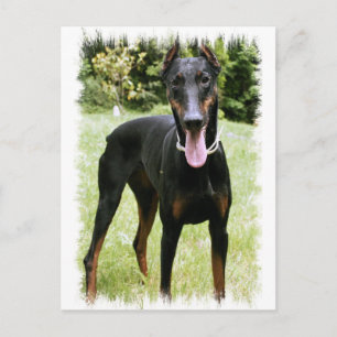 Doberman Pinscher Hund vykort
