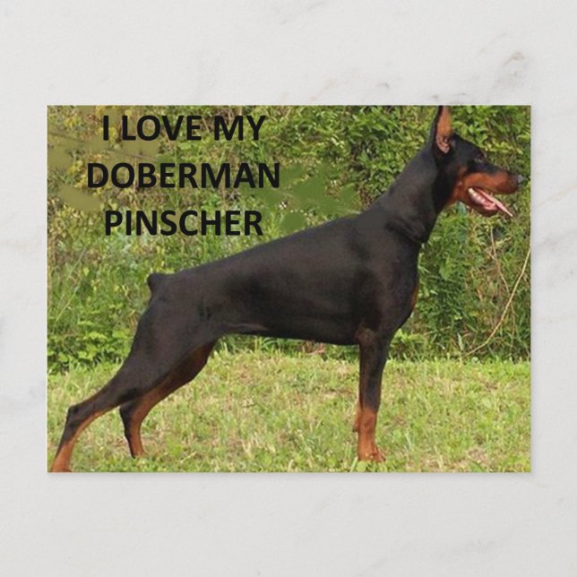 doberman pinscher kärlek med bild vykort (Framsida)